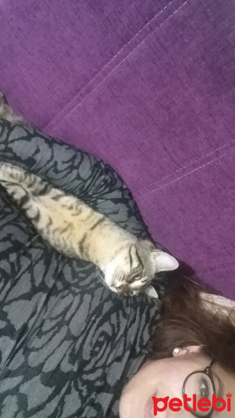 Tekir Kedi, Kedi  Pırtık fotoğrafı