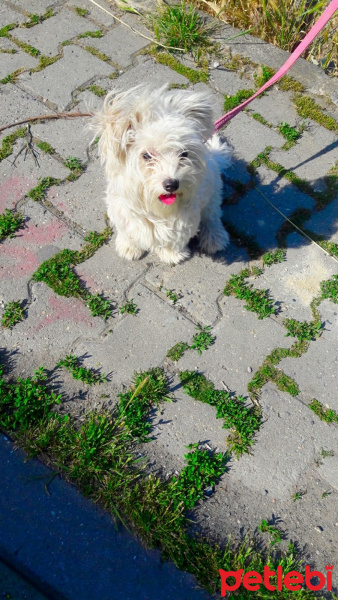 Maltese, Köpek  Paris fotoğrafı