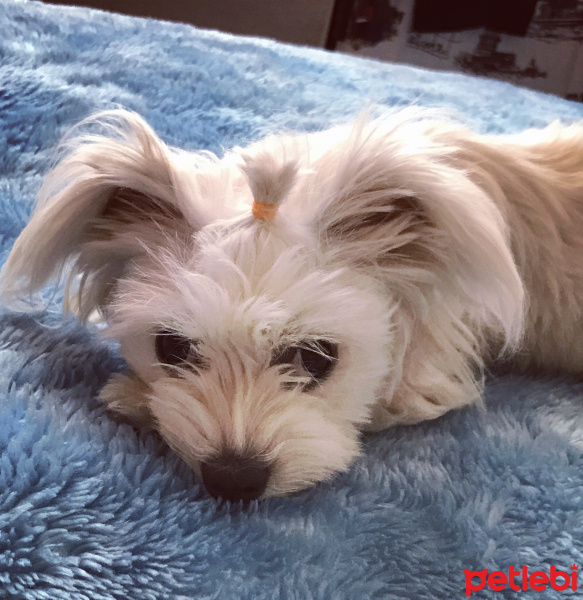 Maltese, Köpek  Paris fotoğrafı