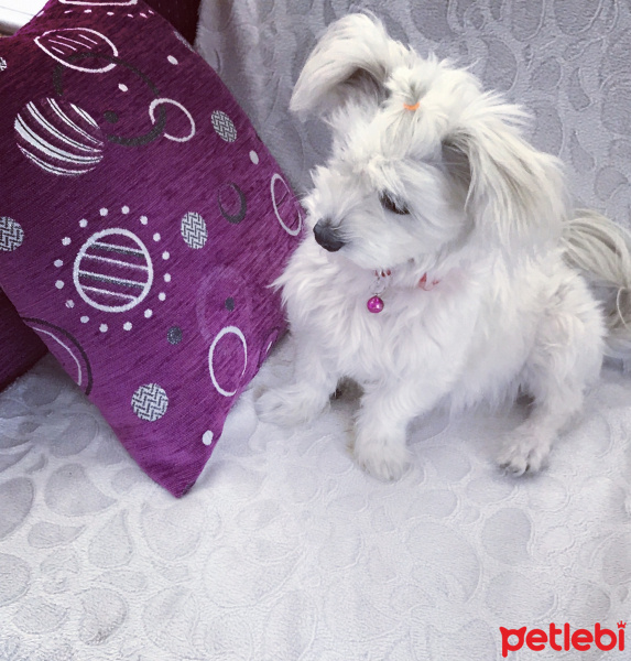 Maltese, Köpek  Paris fotoğrafı