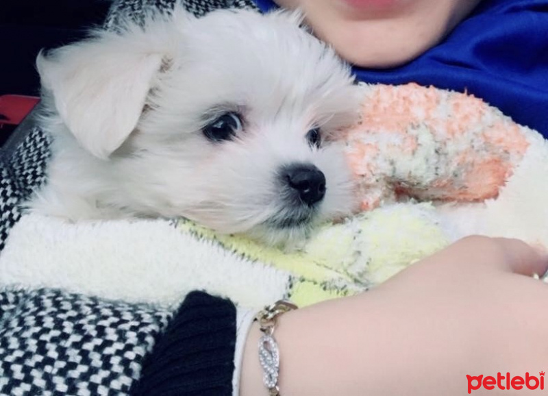 Maltese, Köpek  Paris fotoğrafı