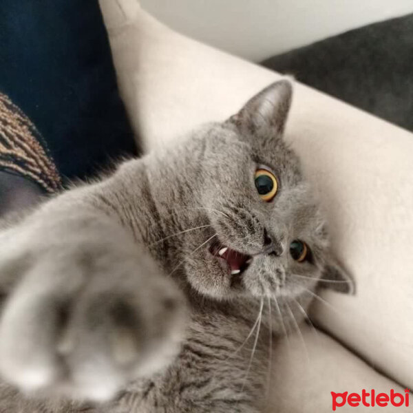 British Shorthair, Kedi  Misha fotoğrafı