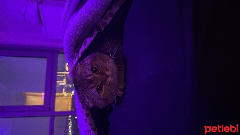 Scottish Fold, Kedi  Paşa fotoğrafı