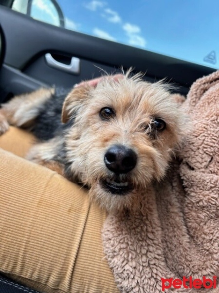 Airedale Terrier, Köpek  Şeker fotoğrafı