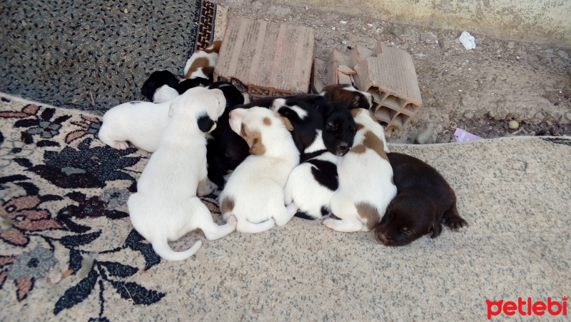 Dogo Arjantin, Köpek  Sokak Köpeği fotoğrafı