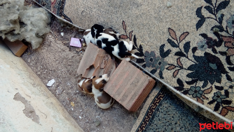 Dogo Arjantin, Köpek  Sokak Köpeği fotoğrafı