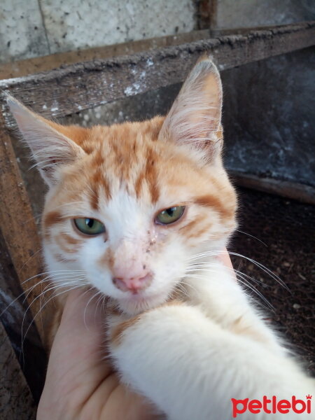 Sarman, Kedi  Pancar fotoğrafı