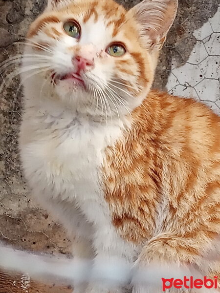 Sarman, Kedi  Pancar fotoğrafı