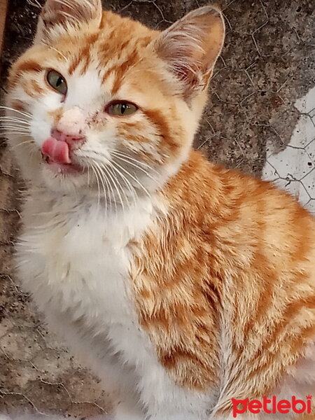 Sarman, Kedi  Pancar fotoğrafı