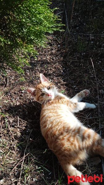 Sarman, Kedi  Pancar fotoğrafı