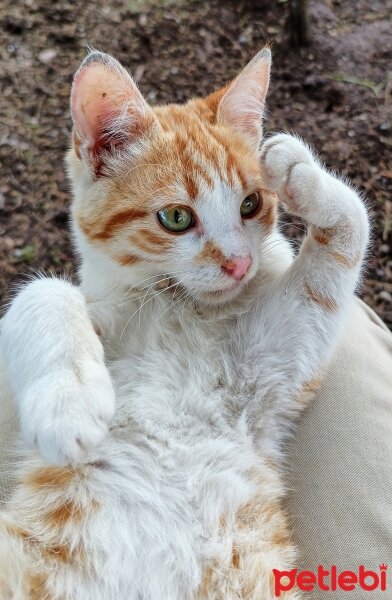 Sarman, Kedi  Pancar fotoğrafı