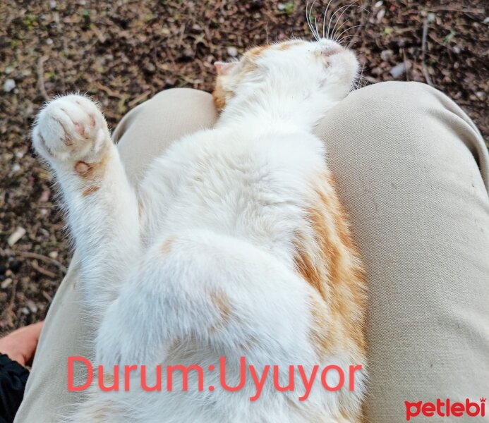 Sarman, Kedi  Pancar fotoğrafı