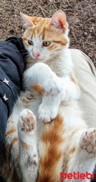 Sarman, Kedi  Pancar fotoğrafı