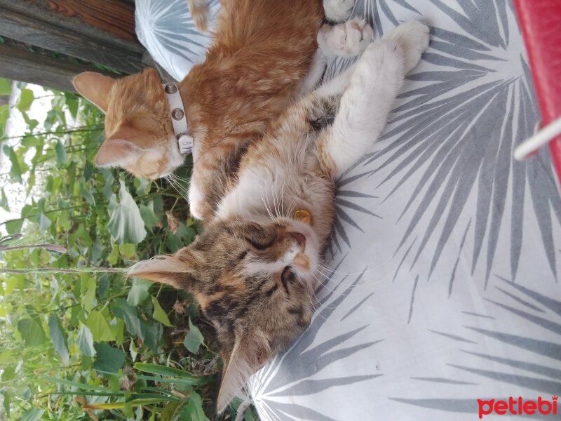 Sarman, Kedi  Pancar fotoğrafı