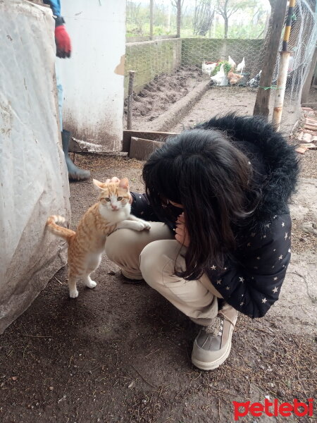 Sarman, Kedi  Pancar fotoğrafı