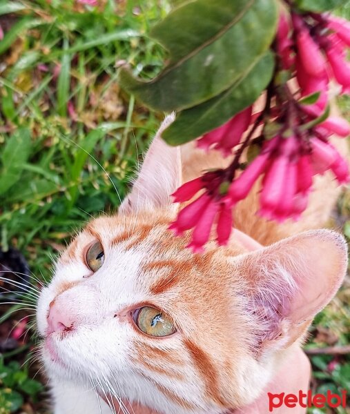 Sarman, Kedi  Pancar fotoğrafı