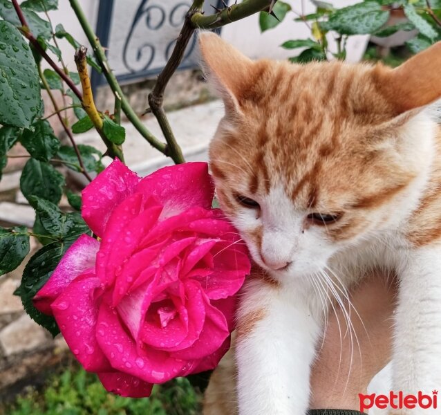 Sarman, Kedi  Pancar fotoğrafı