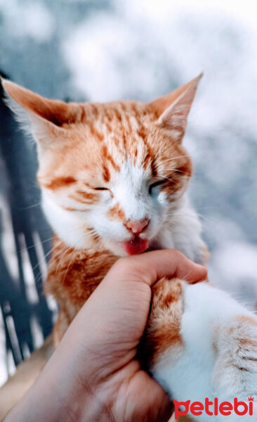 Sarman, Kedi  Pancar fotoğrafı