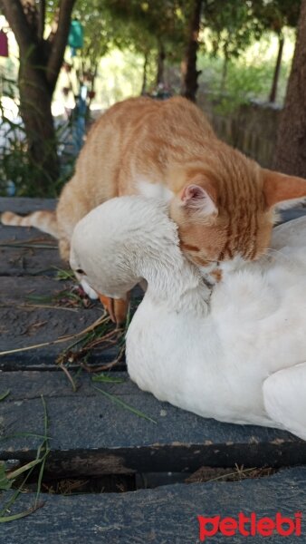 Sarman, Kedi  Pancar fotoğrafı