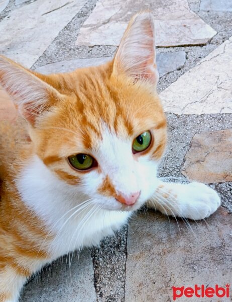 Sarman, Kedi  Pancar fotoğrafı