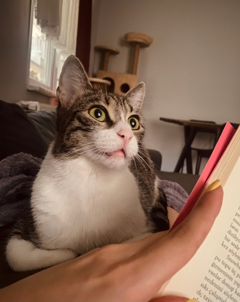 Tekir Kedi, Kedi  Hera fotoğrafı