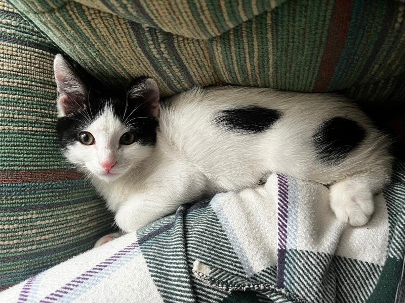 Tuxedo (Smokin) Kedi, Kedi  Damu fotoğrafı