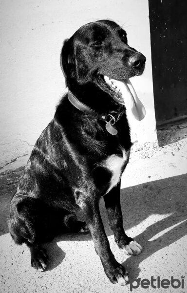 Sokö (Sokak Köpeği), Köpek  Karam fotoğrafı