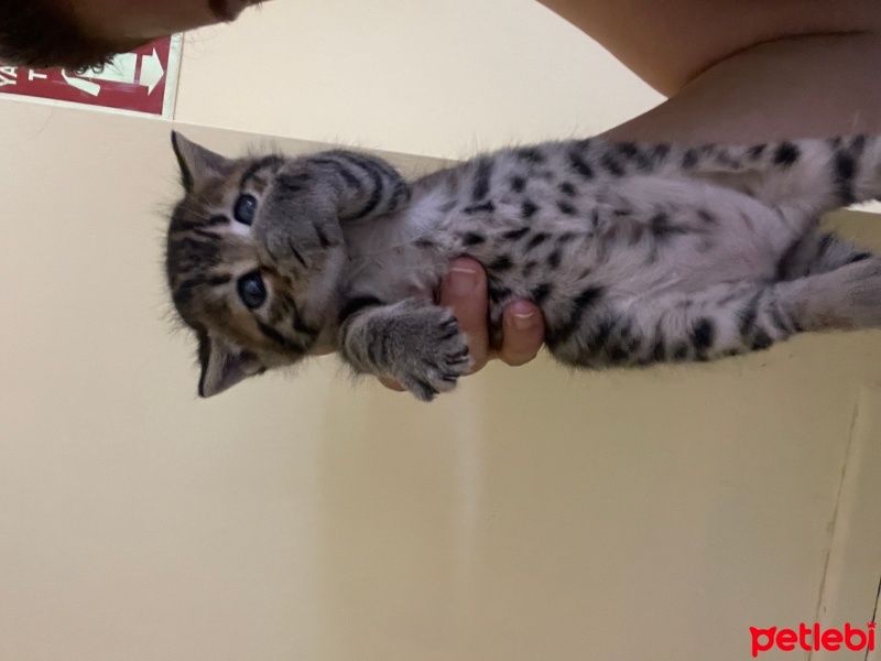 Tekir Kedi, Kedi  Boncuk fotoğrafı