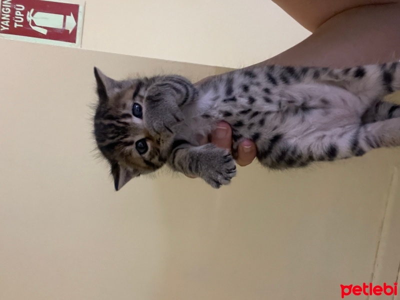 Tekir Kedi, Kedi  Boncuk fotoğrafı