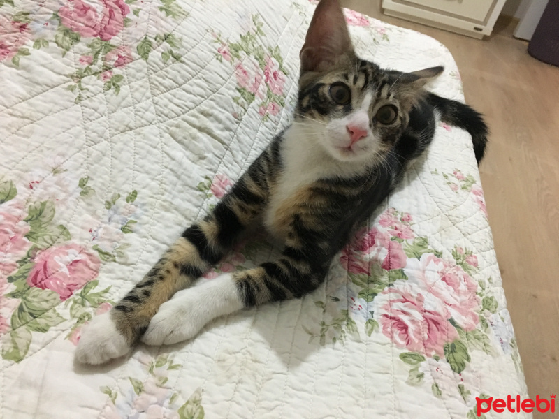 Tekir Kedi, Kedi  Zeytin fotoğrafı