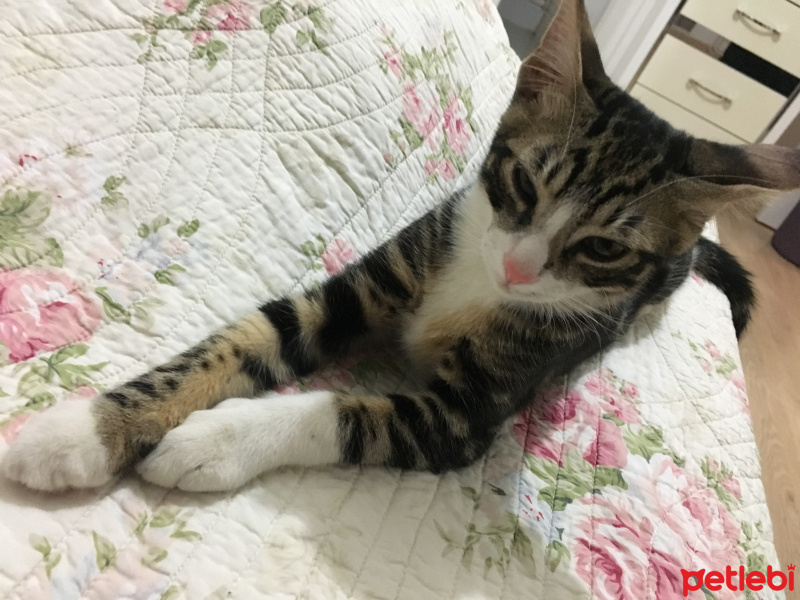 Tekir Kedi, Kedi  Zeytin fotoğrafı