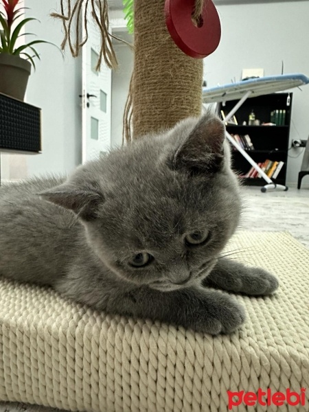 British Shorthair, Kedi  Çakıl fotoğrafı