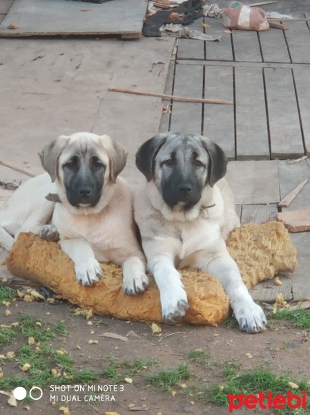 Kangal, Köpek  Zalım bella fotoğrafı