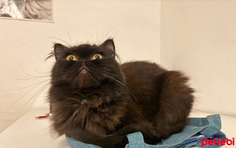 Exotic Shorthair, Kedi  Müslüm fotoğrafı