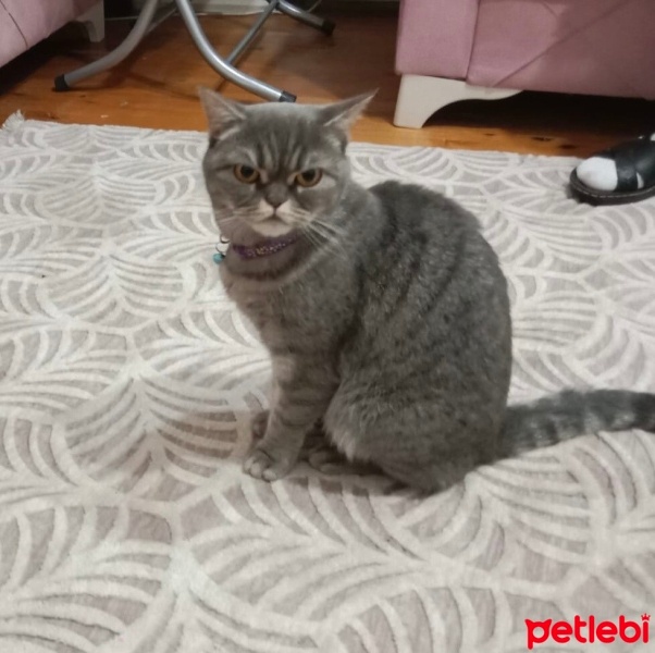 British Shorthair, Kedi  Mia fotoğrafı