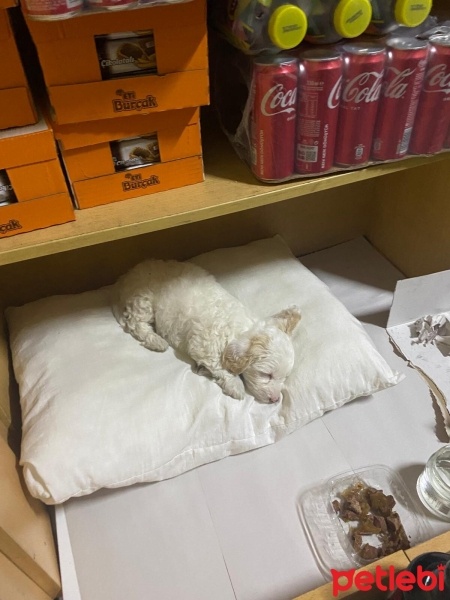 Maltese, Köpek  BERLİN fotoğrafı
