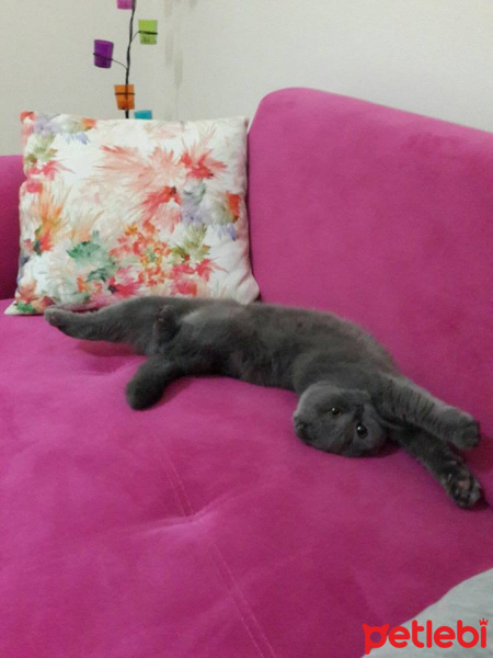 Scottish Fold, Kedi  Minnoş fotoğrafı