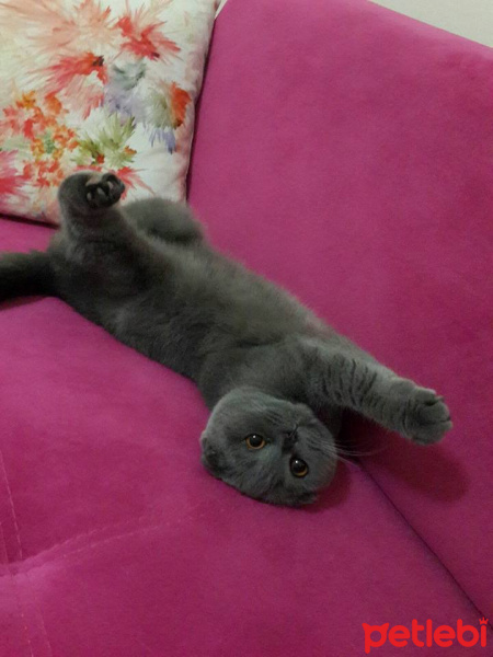 Scottish Fold, Kedi  Minnoş fotoğrafı