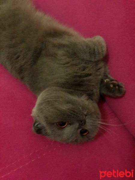 Scottish Fold, Kedi  Minnoş fotoğrafı