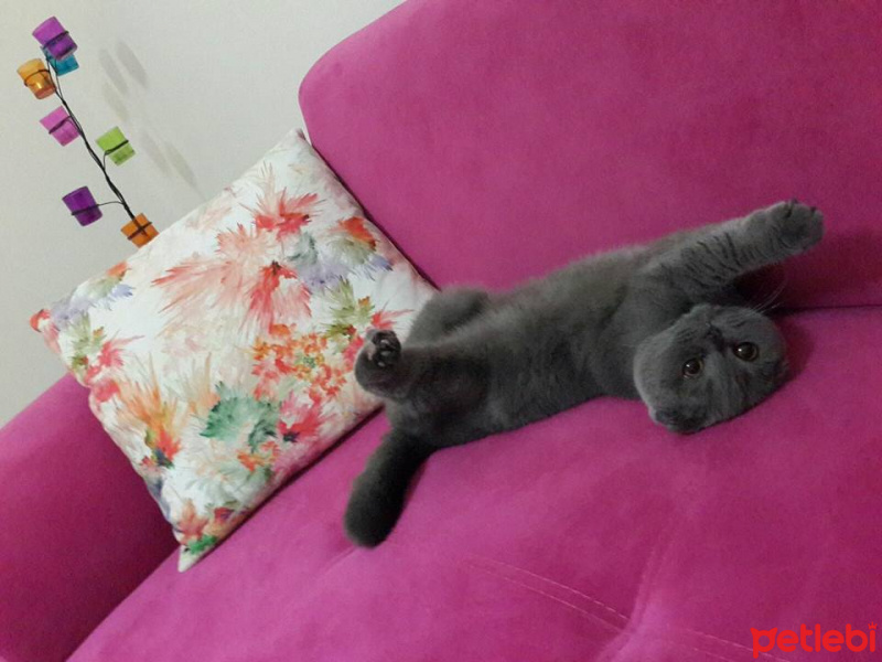 Scottish Fold, Kedi  Minnoş fotoğrafı