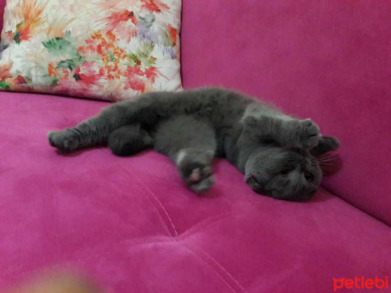 Scottish Fold, Kedi  Minnoş fotoğrafı