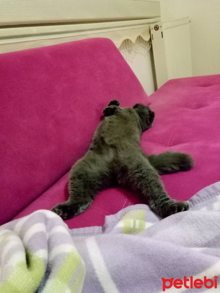 Scottish Fold, Kedi  Minnoş fotoğrafı