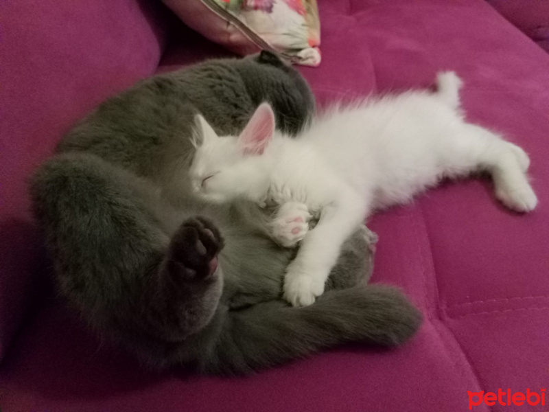 Scottish Fold, Kedi  Minnoş fotoğrafı
