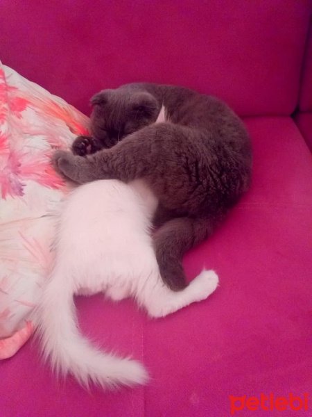 Scottish Fold, Kedi  Minnoş fotoğrafı