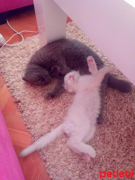 Scottish Fold, Kedi  Minnoş fotoğrafı