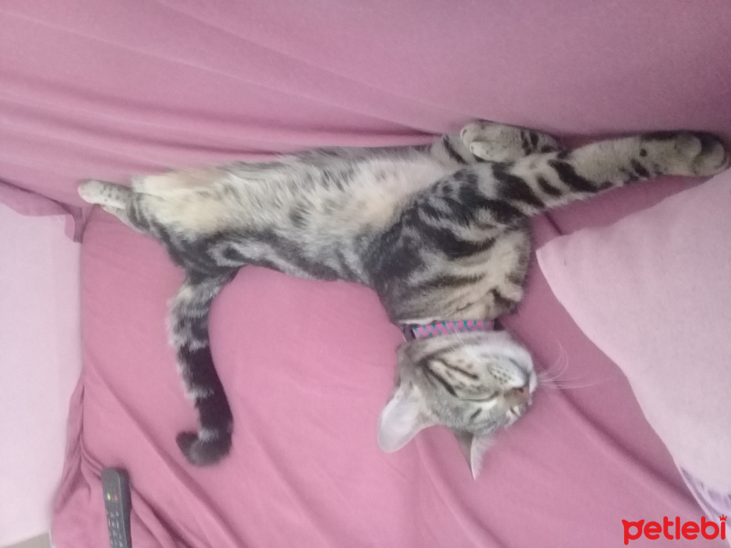 Tekir Kedi, Kedi  Şila fotoğrafı