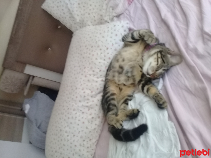 Tekir Kedi, Kedi  Şila fotoğrafı