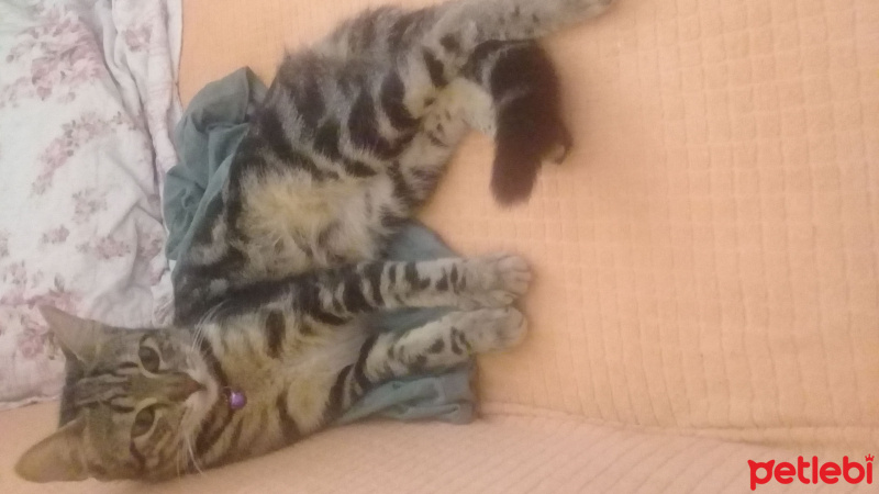 Tekir Kedi, Kedi  Şila fotoğrafı
