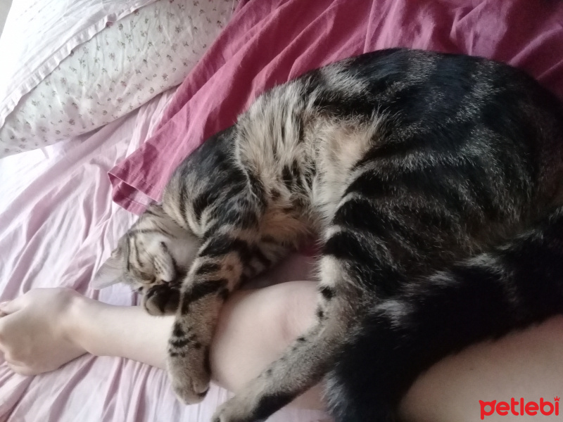 Tekir Kedi, Kedi  Şila fotoğrafı
