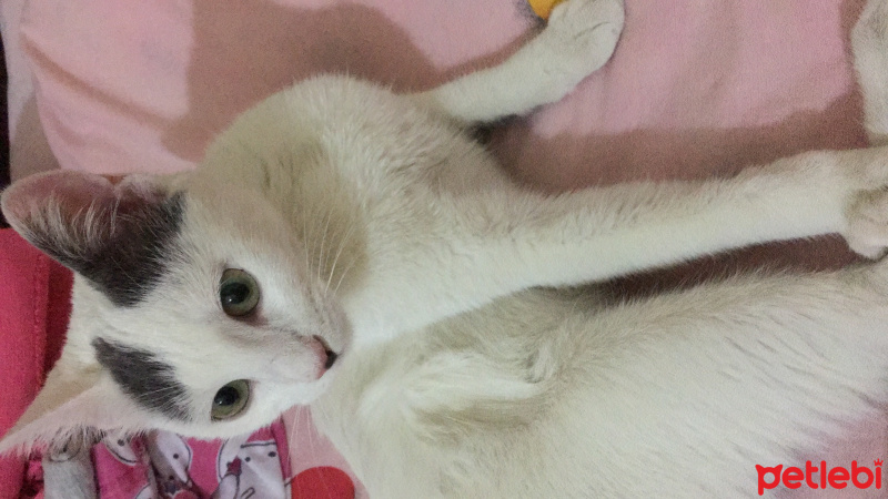 Tekir Kedi, Kedi  Ares fotoğrafı